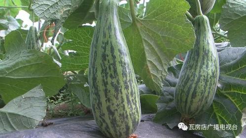 瓦房店吃瓜,夏日吃瓜盛宴，品味生活百态