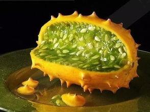 吃货博主吃角瓜原因,探寻吃货博主钟爱角瓜的神秘魅力